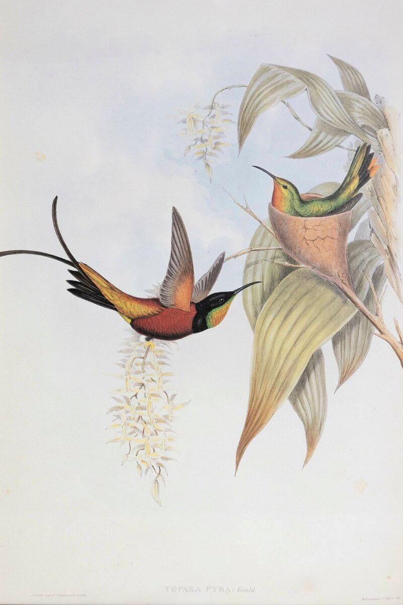 19th Century Bird Print - One of 24 - JAA