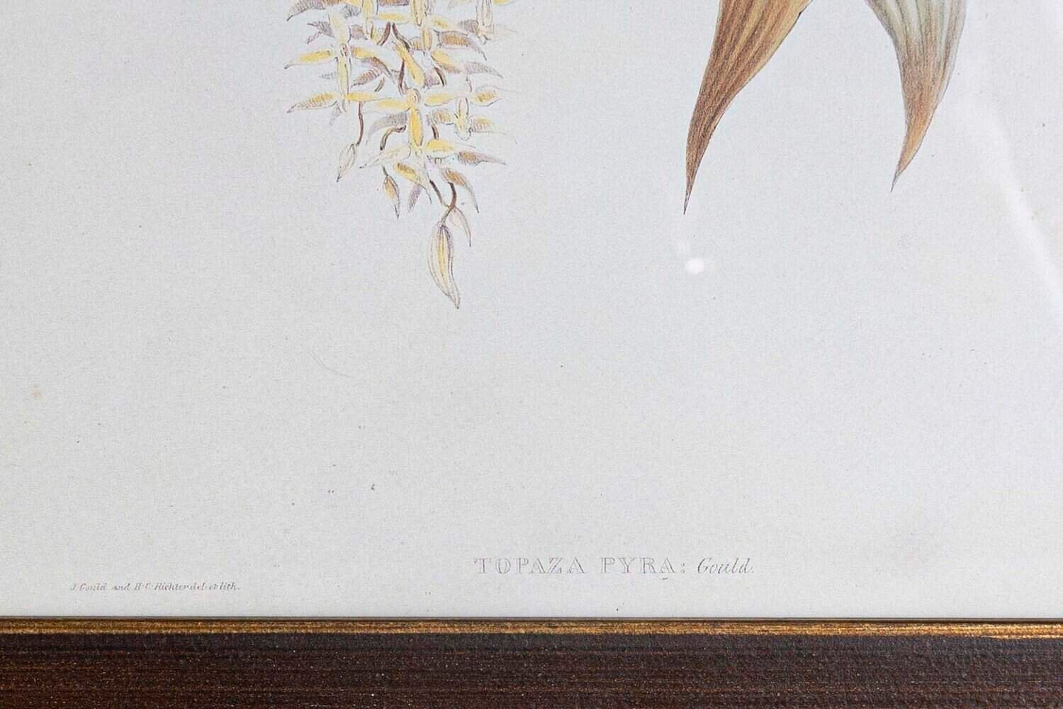 19th Century Bird Print - One of 24 - JAA