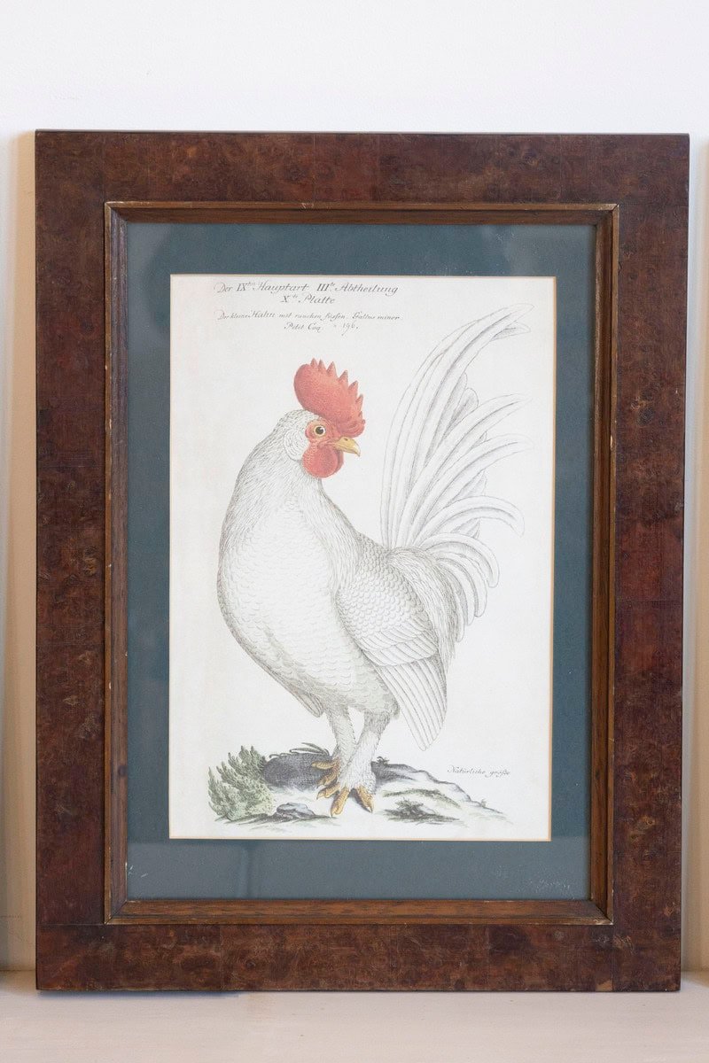 Turn of the Century German Cockerel Prints in Burr Walnut Frames, Set of Four - JAA