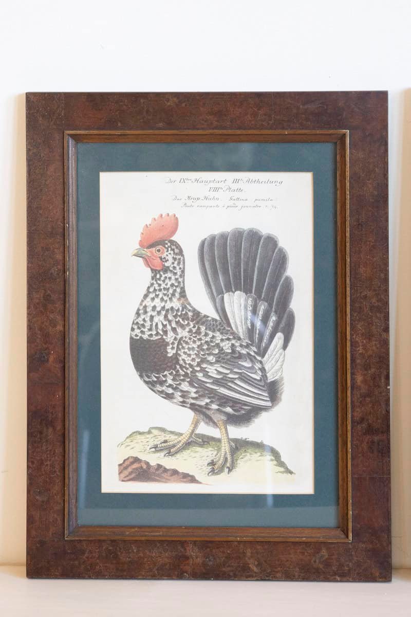 Turn of the Century German Cockerel Prints in Burr Walnut Frames, Set of Four - JAA