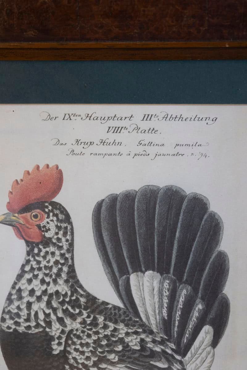 Turn of the Century German Cockerel Prints in Burr Walnut Frames, Set of Four - JAA