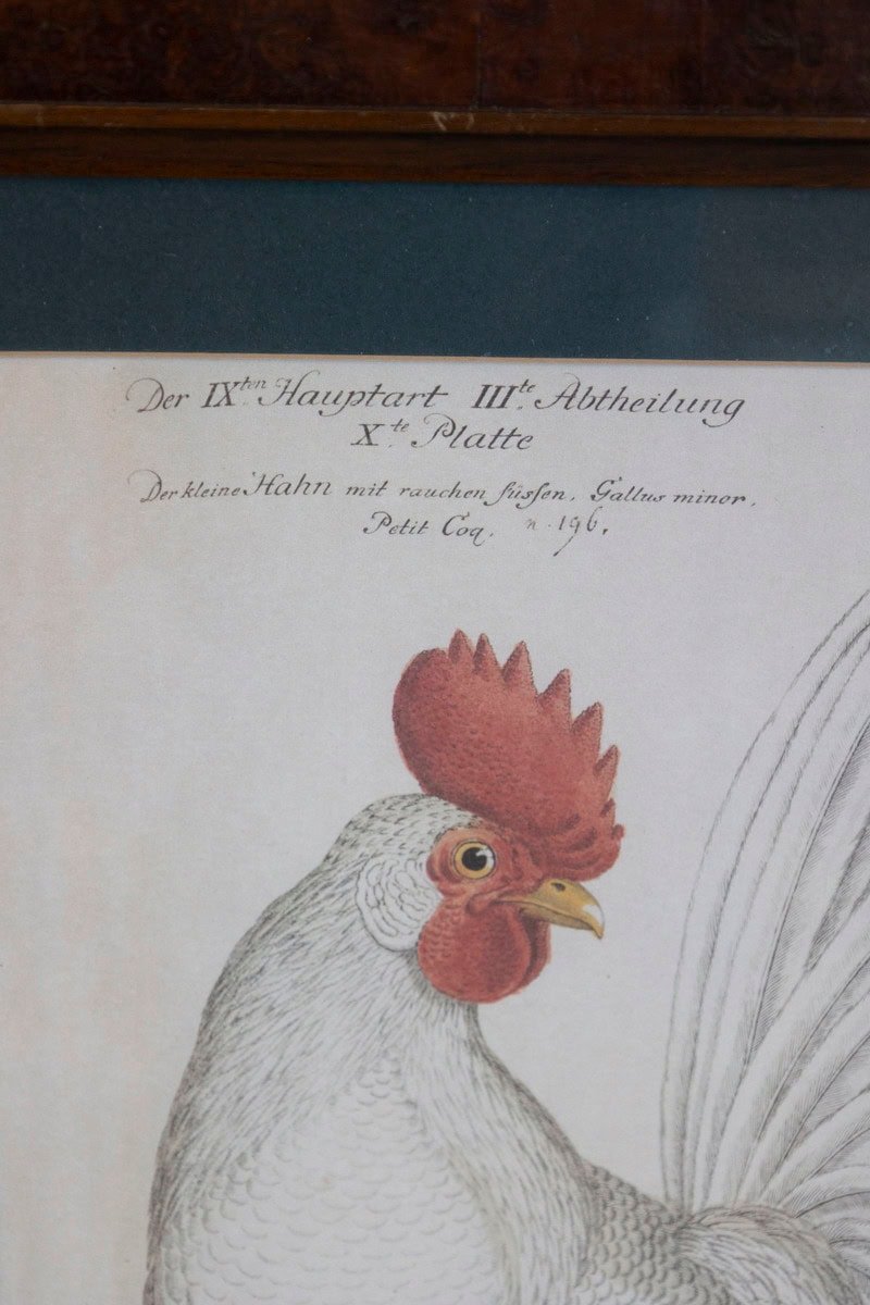 Turn of the Century German Cockerel Prints in Burr Walnut Frames, Set of Four - JAA