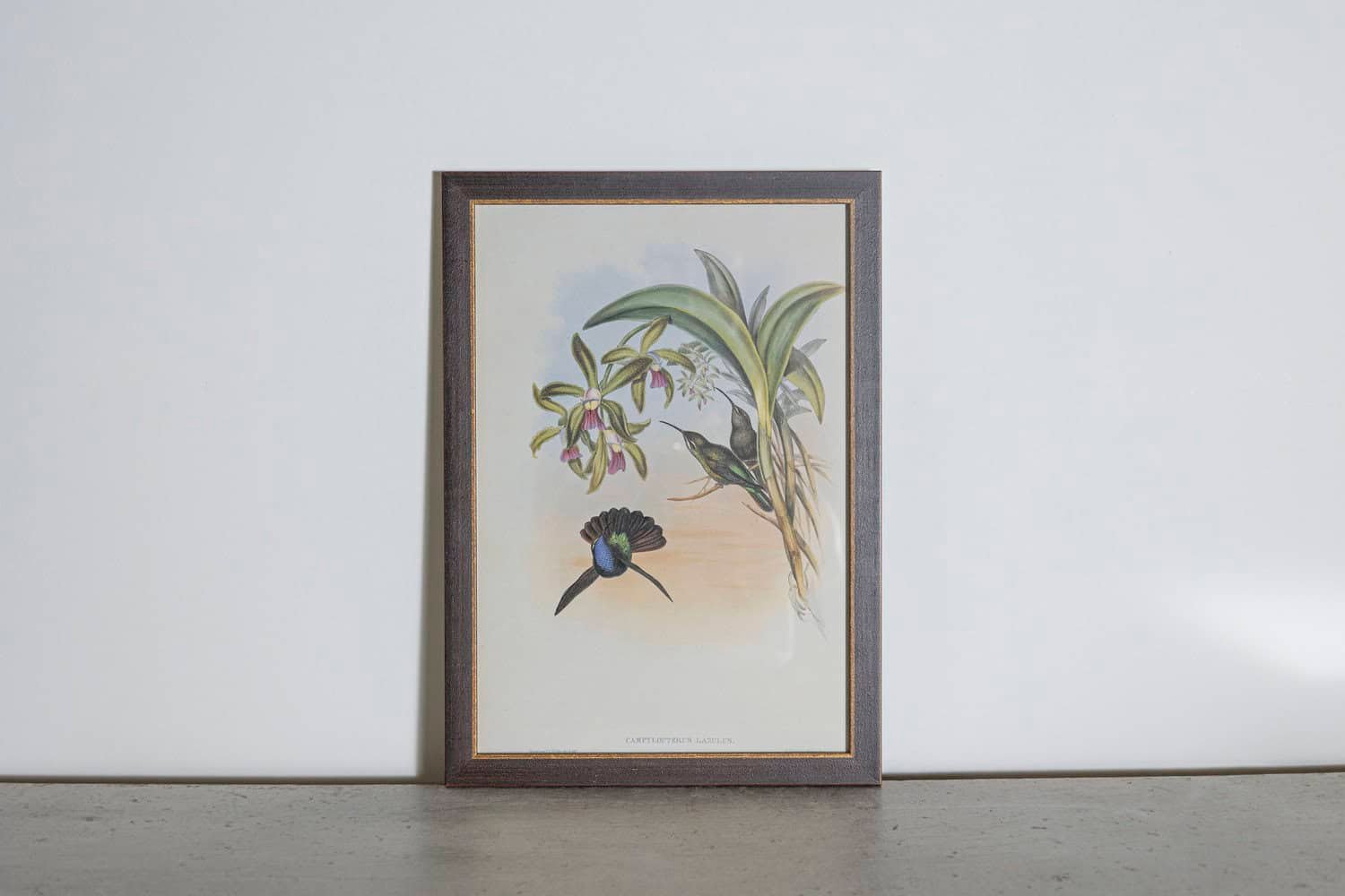 19th Century Bird Print - One of 24 - JAA