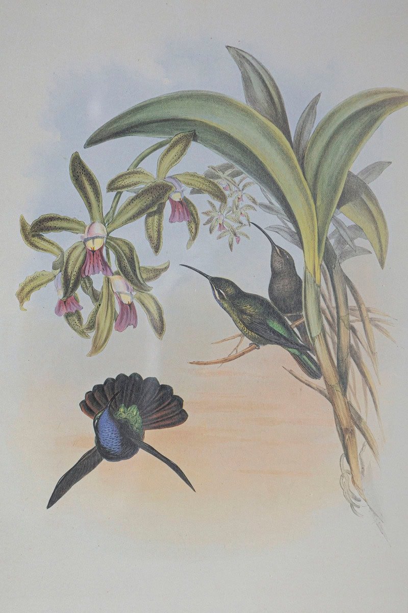 19th Century Bird Print - One of 24 - JAA
