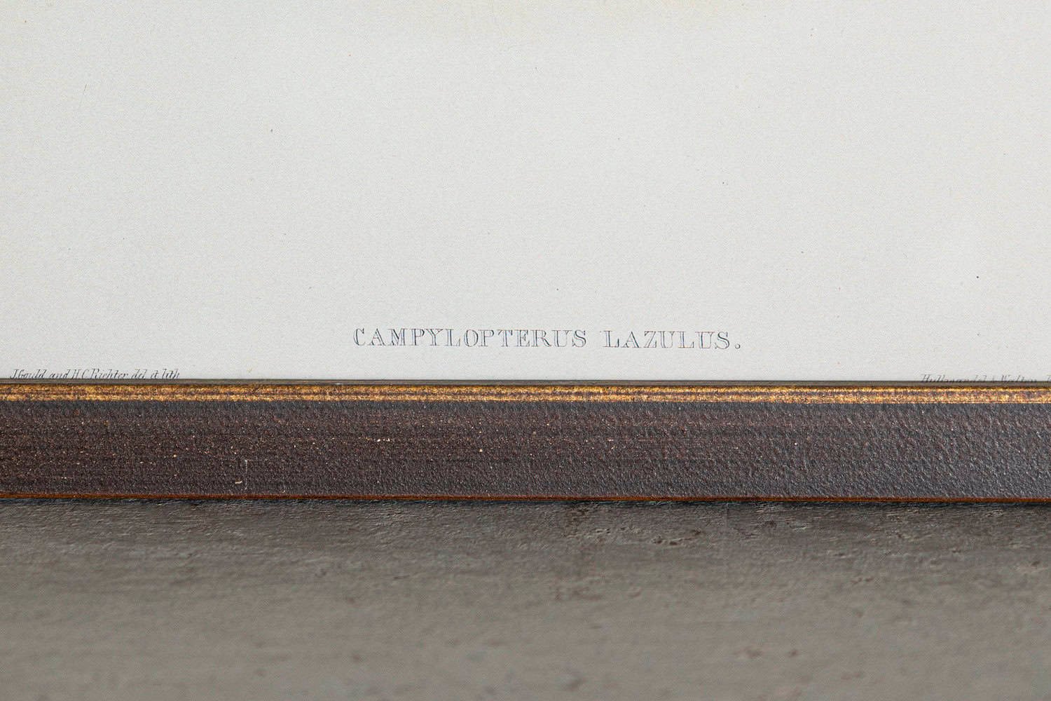 19th Century Bird Print - One of 24 - JAA