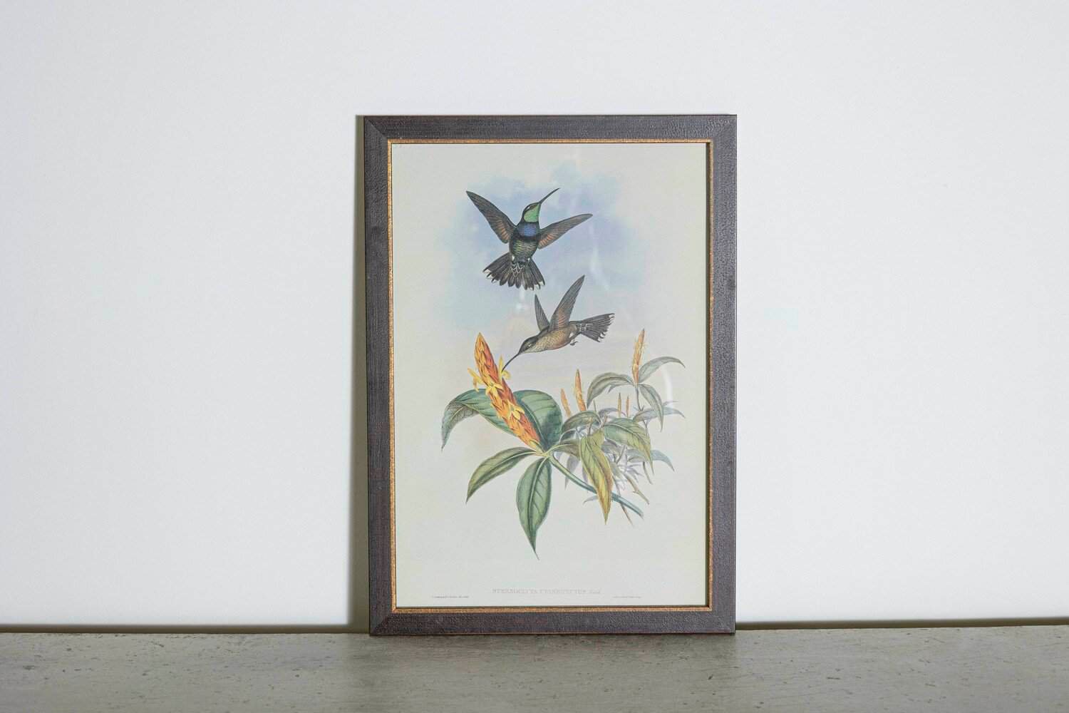 19th Century Bird Print - One of 24 - JAA