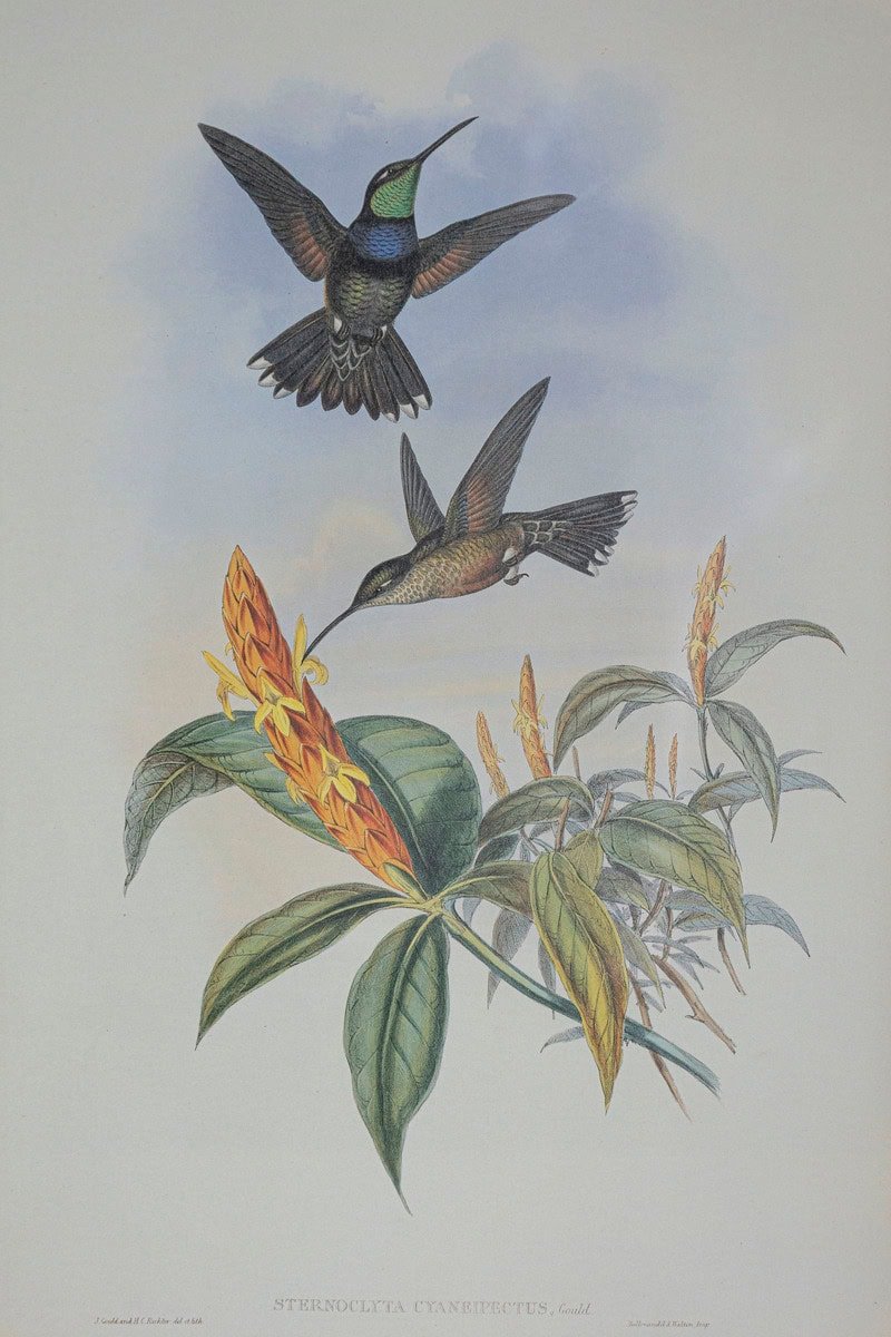 19th Century Bird Print - One of 24 - JAA