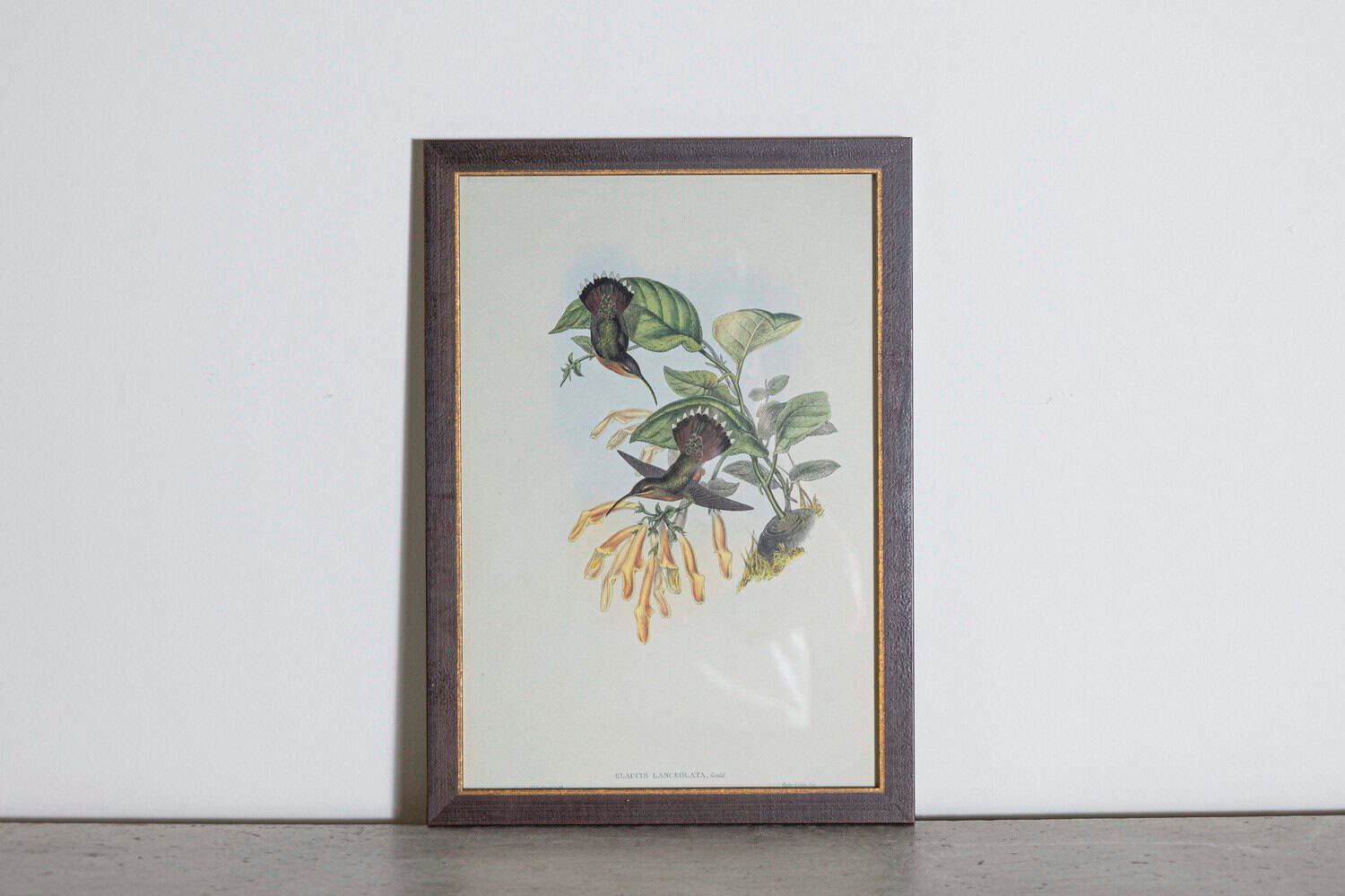 19th Century Bird Print - One of 24 - JAA