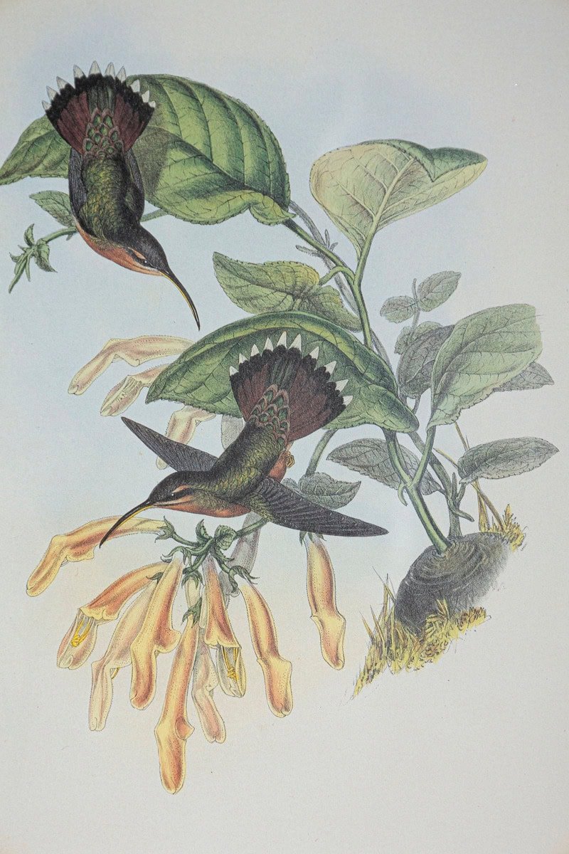19th Century Bird Print - One of 24 - JAA