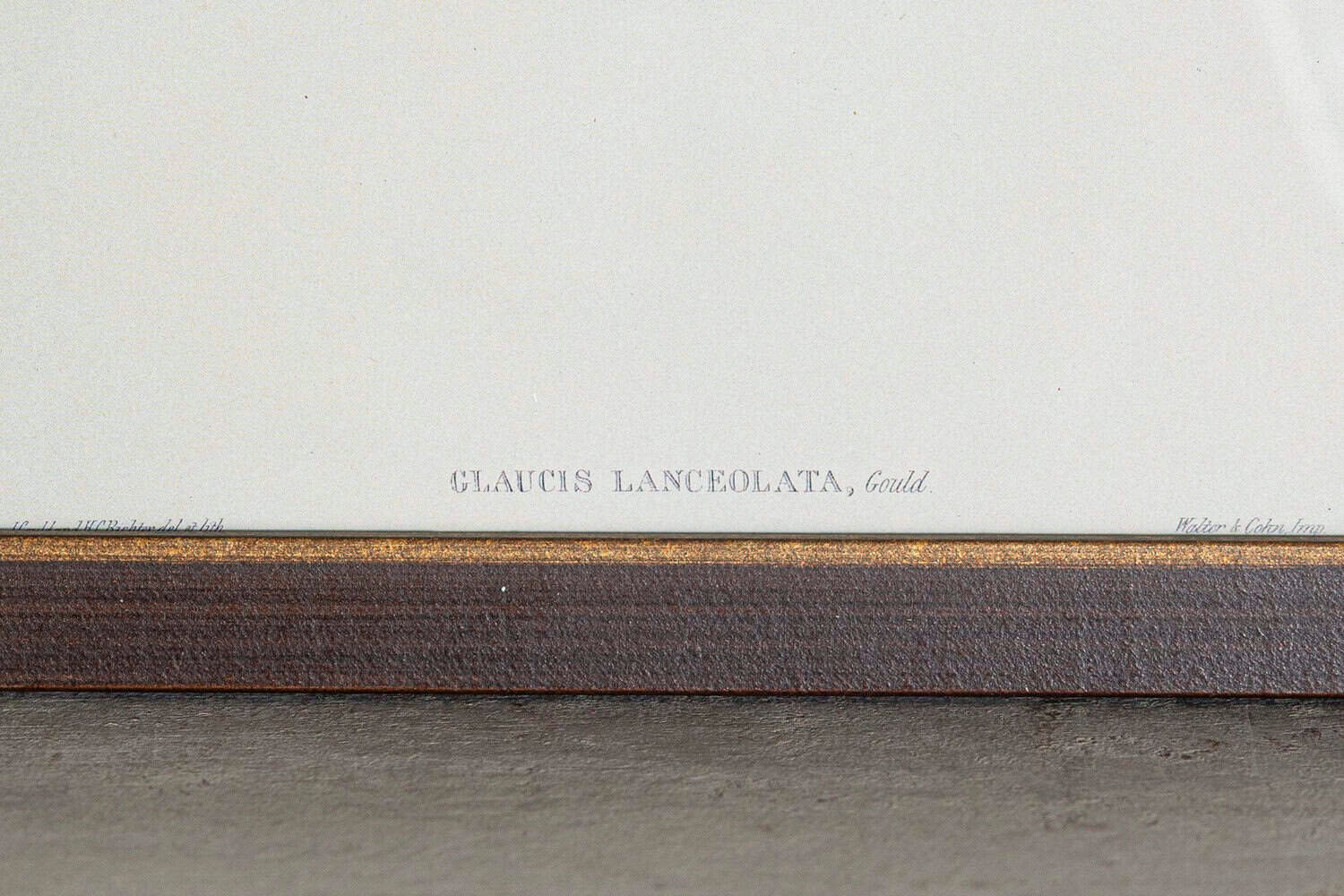 19th Century Bird Print - One of 24 - JAA