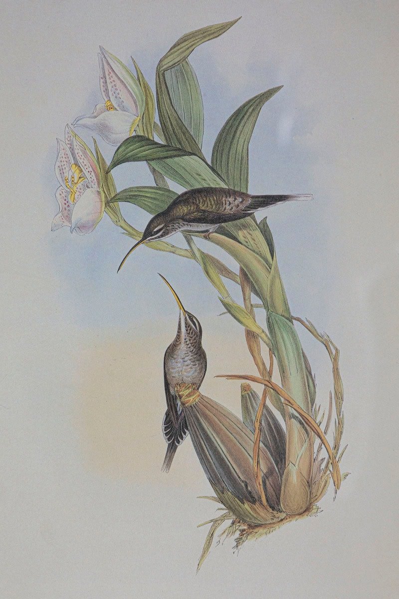19th Century Bird Print - One of 24 - JAA