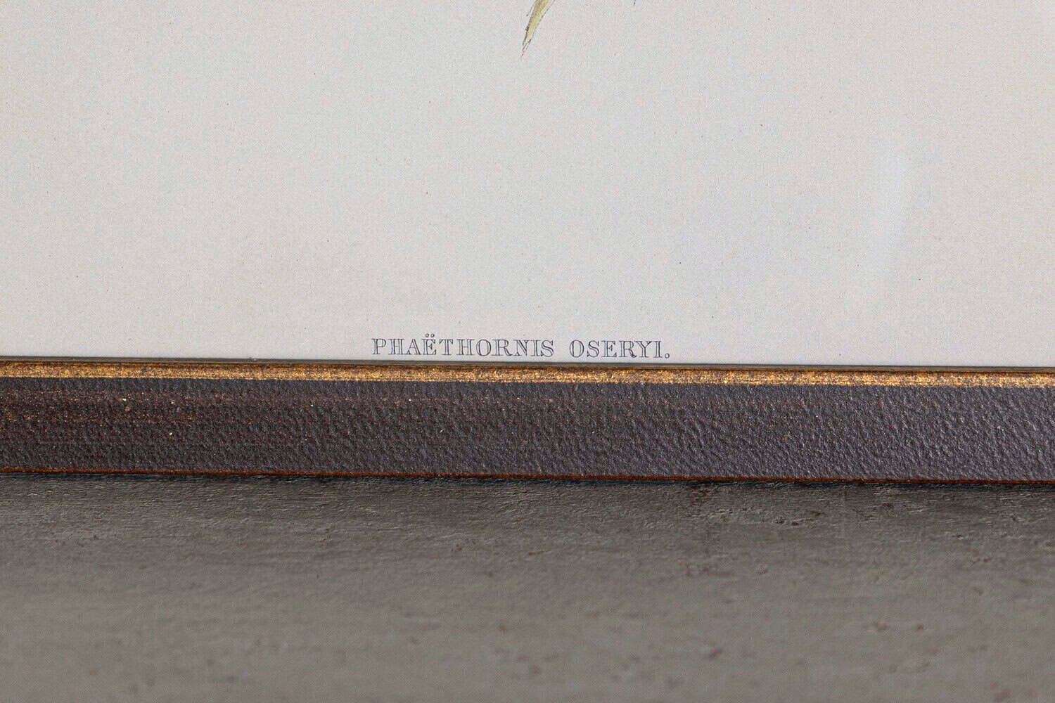 19th Century Bird Print - One of 24 - JAA