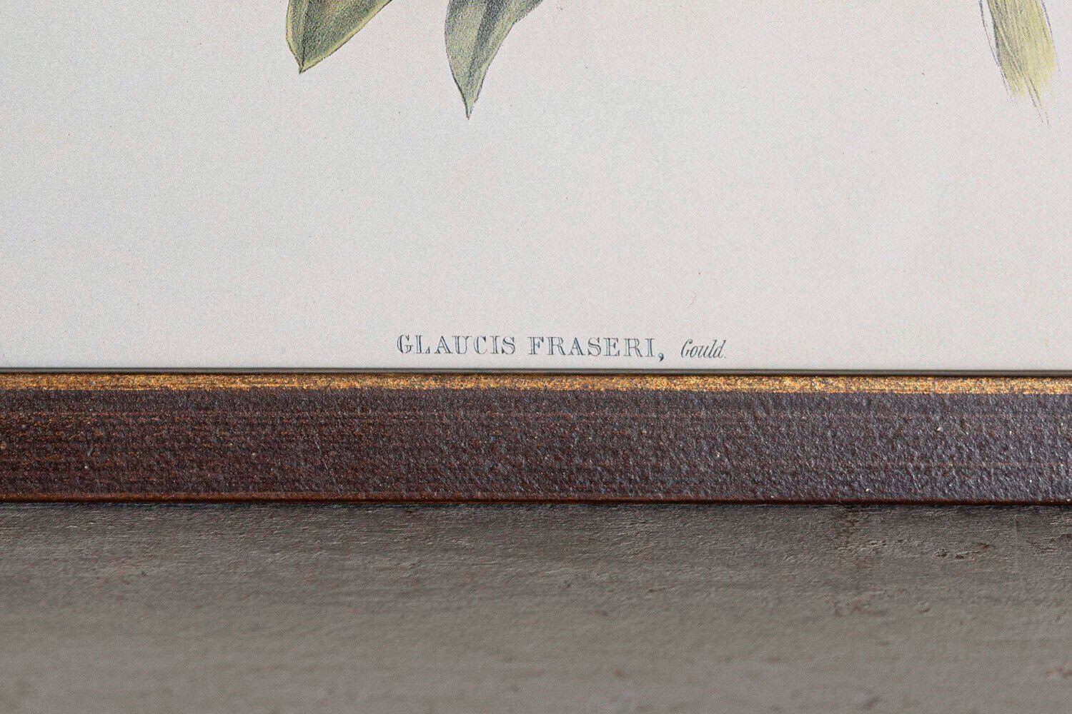 19th Century Bird Print - One of 24 - JAA