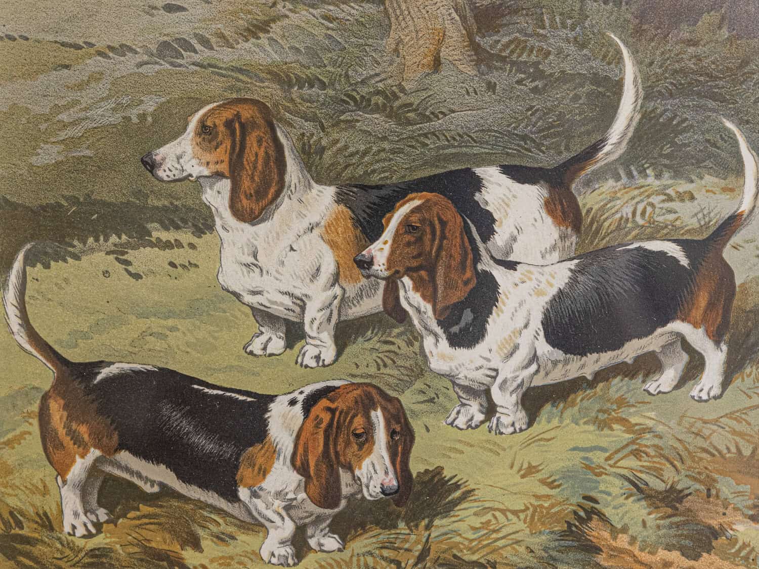 Cassell, Petter, Galpin & Co Chromolithograph Dog Prints in Black Frames - JAA