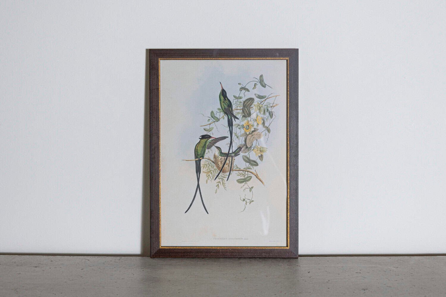 19th Century Bird Print - One of 24 - JAA