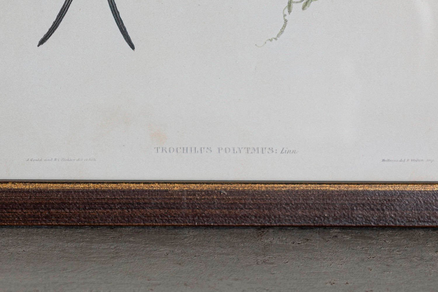 19th Century Bird Print - One of 24 - JAA