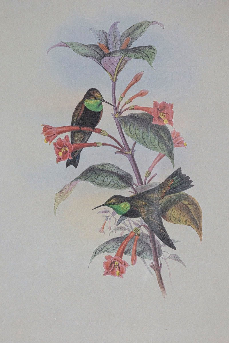 19th Century Bird Print - One of 24 - JAA