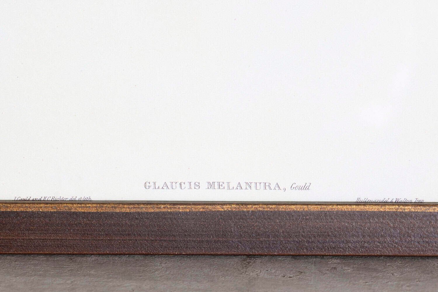 19th Century Bird Print - One of 24 - JAA