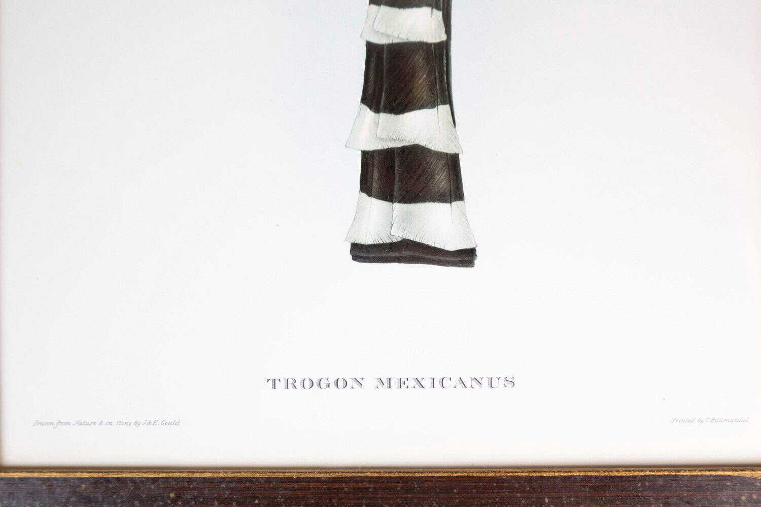 Framed 20th Century Gould Bird Prints, 7 Sold Each - JAA