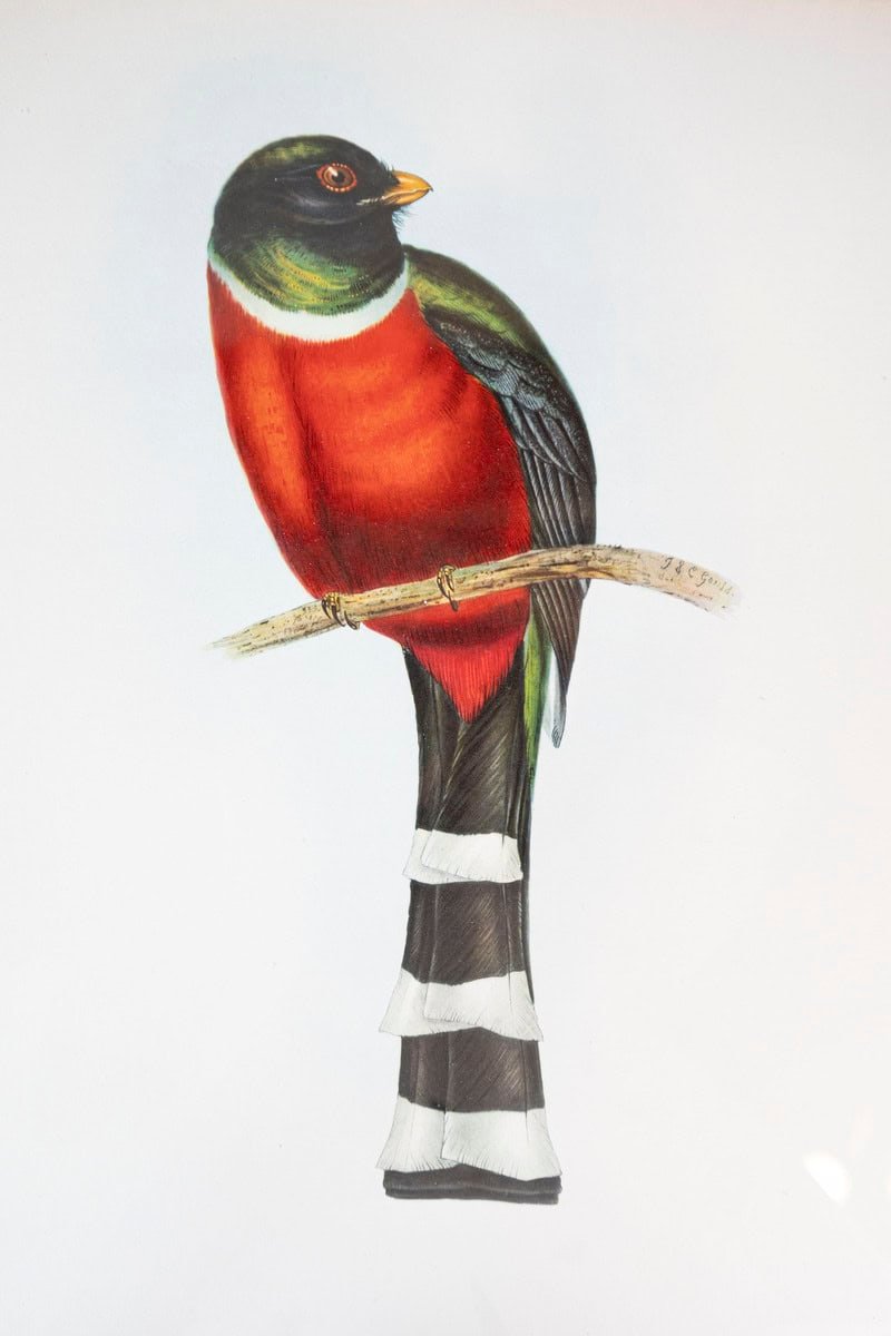 Framed 20th Century Gould Bird Prints, 7 Sold Each - JAA