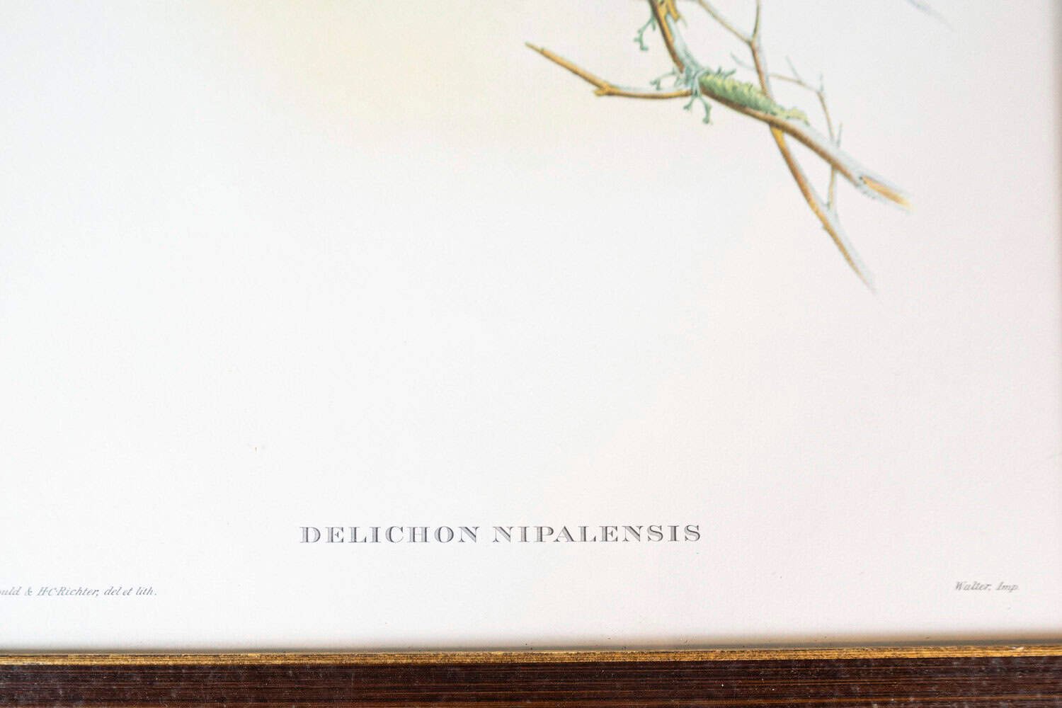 Framed 20th Century Gould Bird Prints, 7 Sold Each - JAA