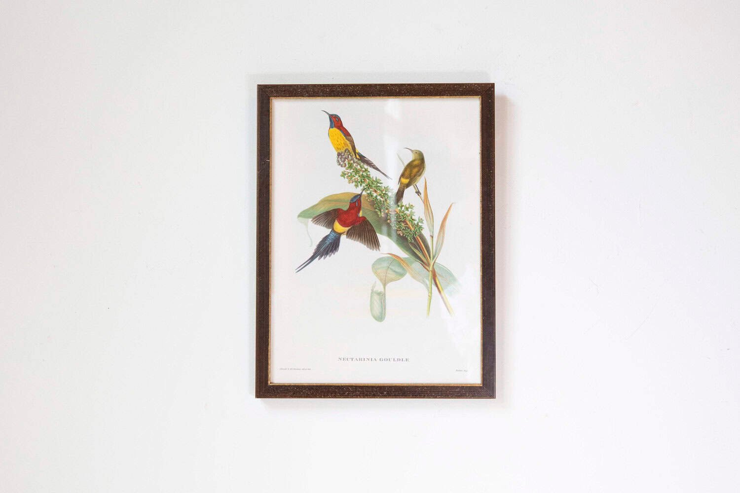 Framed 20th Century Gould Bird Prints, 7 Sold Each - JAA