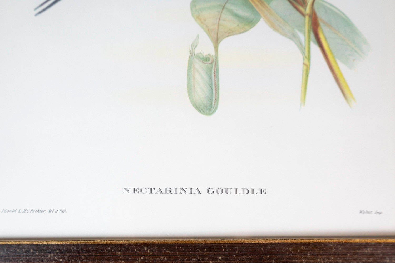 Framed 20th Century Gould Bird Prints, 7 Sold Each - JAA