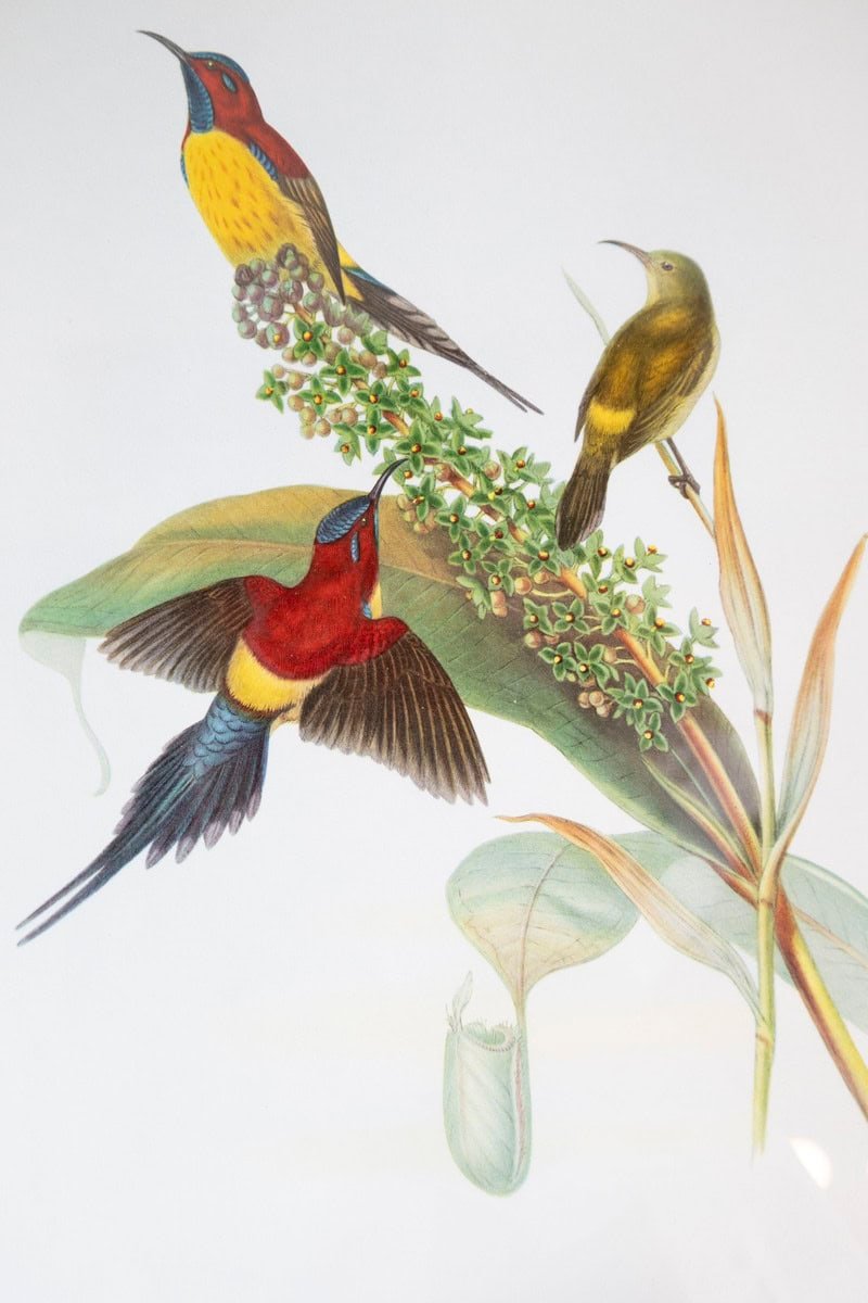 Framed 20th Century Gould Bird Prints, 7 Sold Each - JAA