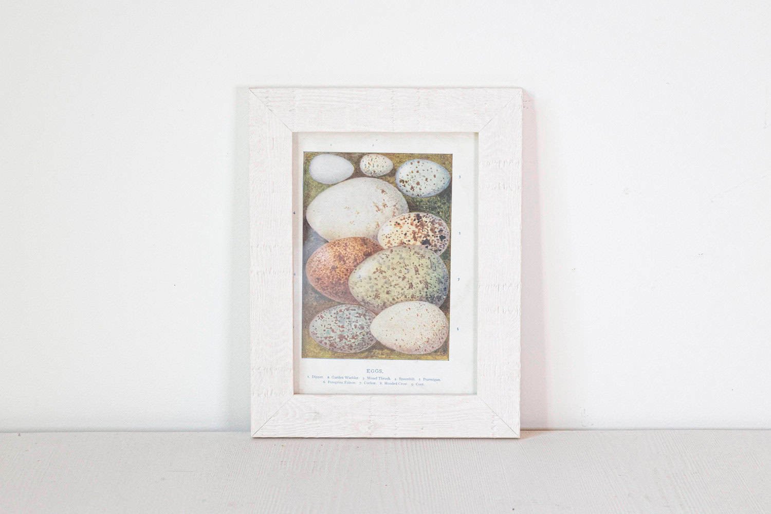 English Egg Prints from the 20th Century in Custom Wooden Frames, Priced Each - JAA