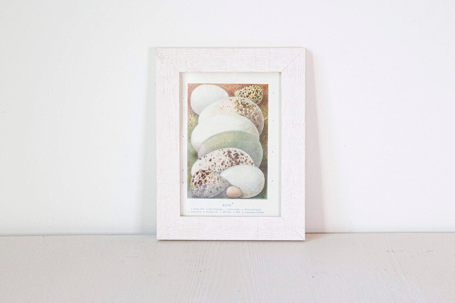 English Egg Prints from the 20th Century in Custom Wooden Frames, Priced Each - JAA