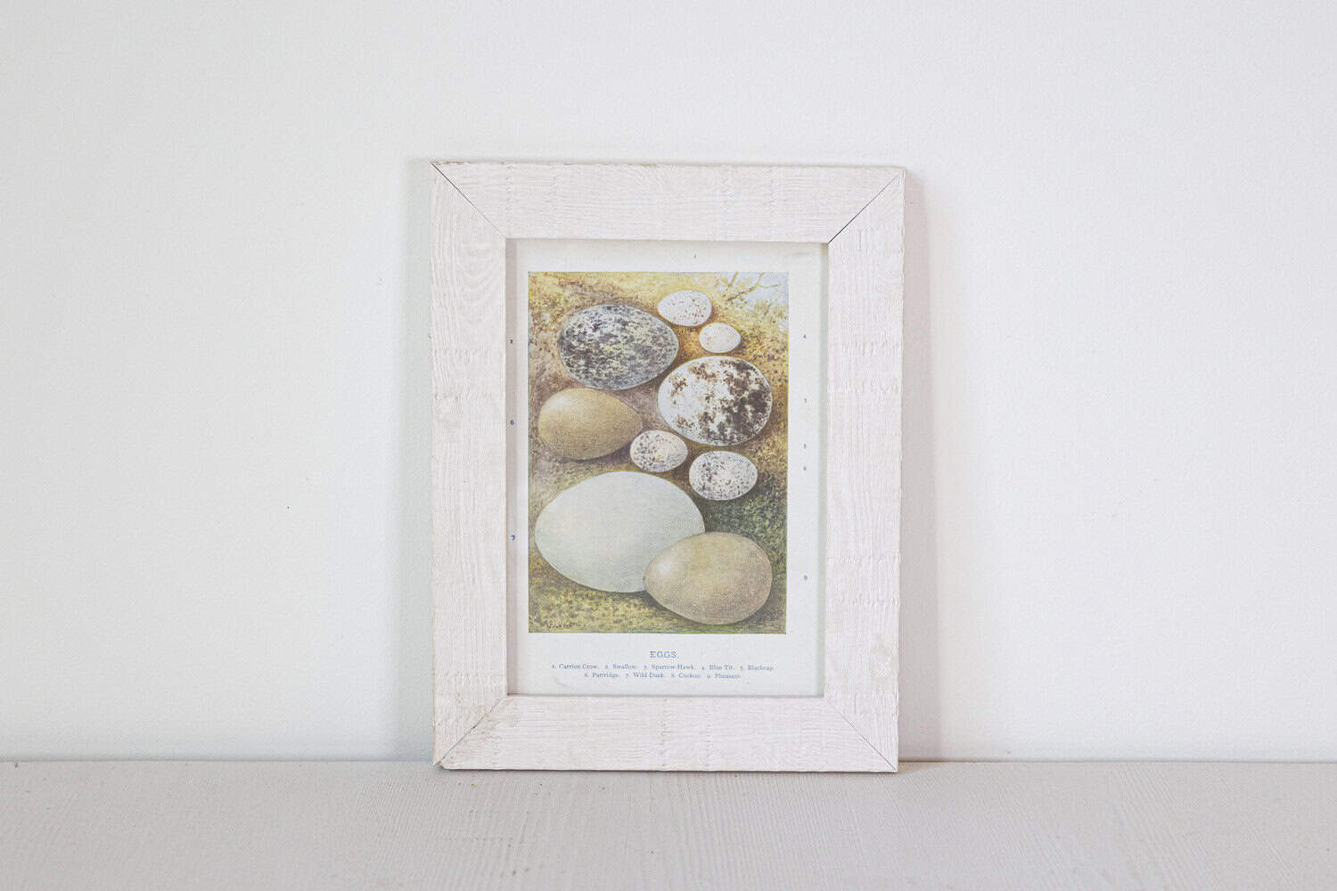 English Egg Prints from the 20th Century in Custom Wooden Frames, Priced Each - JAA