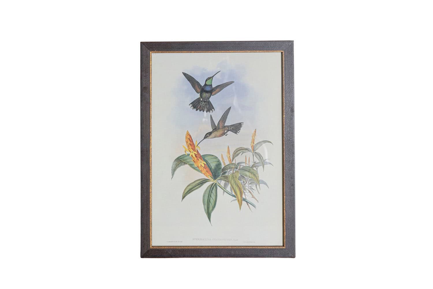 19th Century John Gould Hummingbirds prints. - JAA