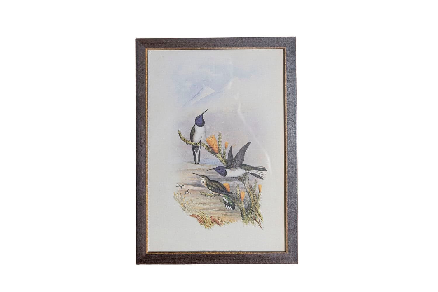 19th Century John Gould Hummingbirds prints. - JAA