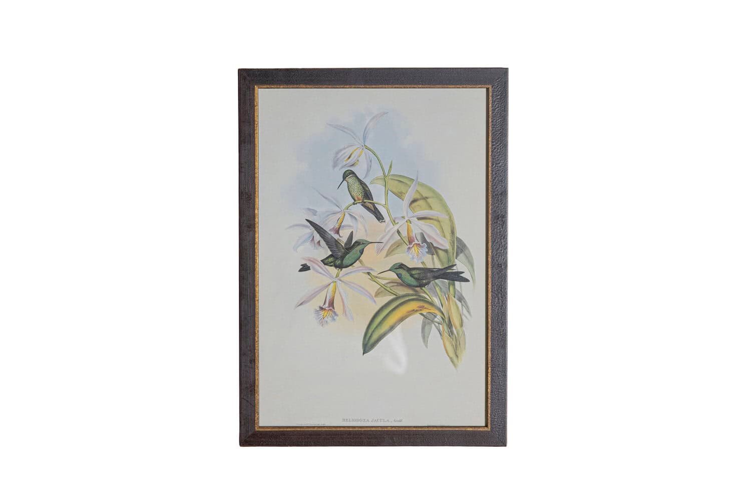 19th Century John Gould Hummingbirds prints. - JAA