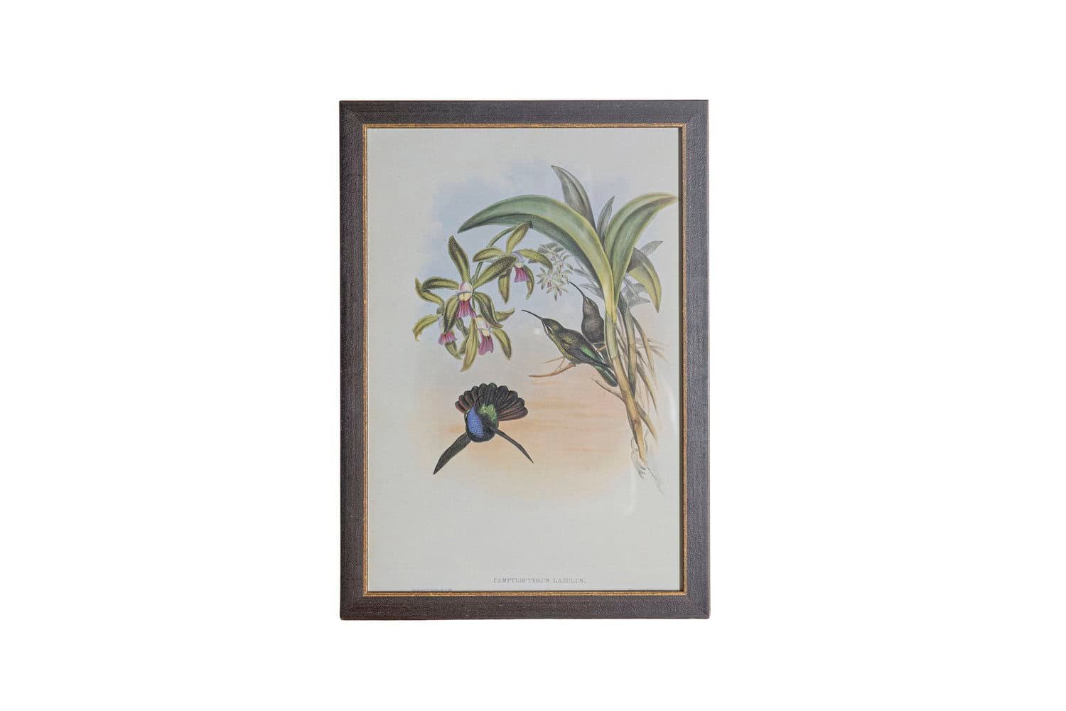 19th Century John Gould Hummingbirds prints. - JAA