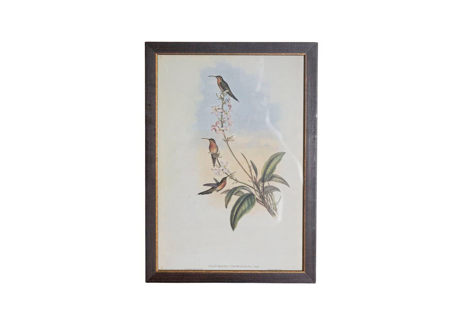 19th Century John Gould Hummingbirds prints. - JAA