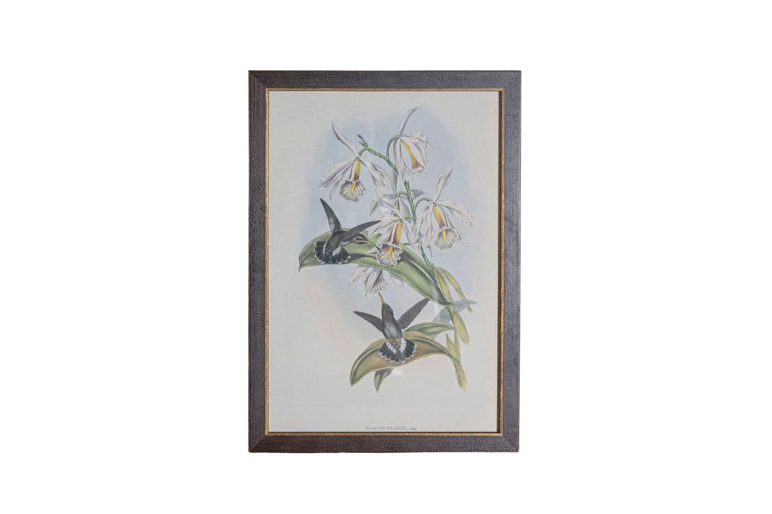 19th Century John Gould Hummingbirds prints. - JAA