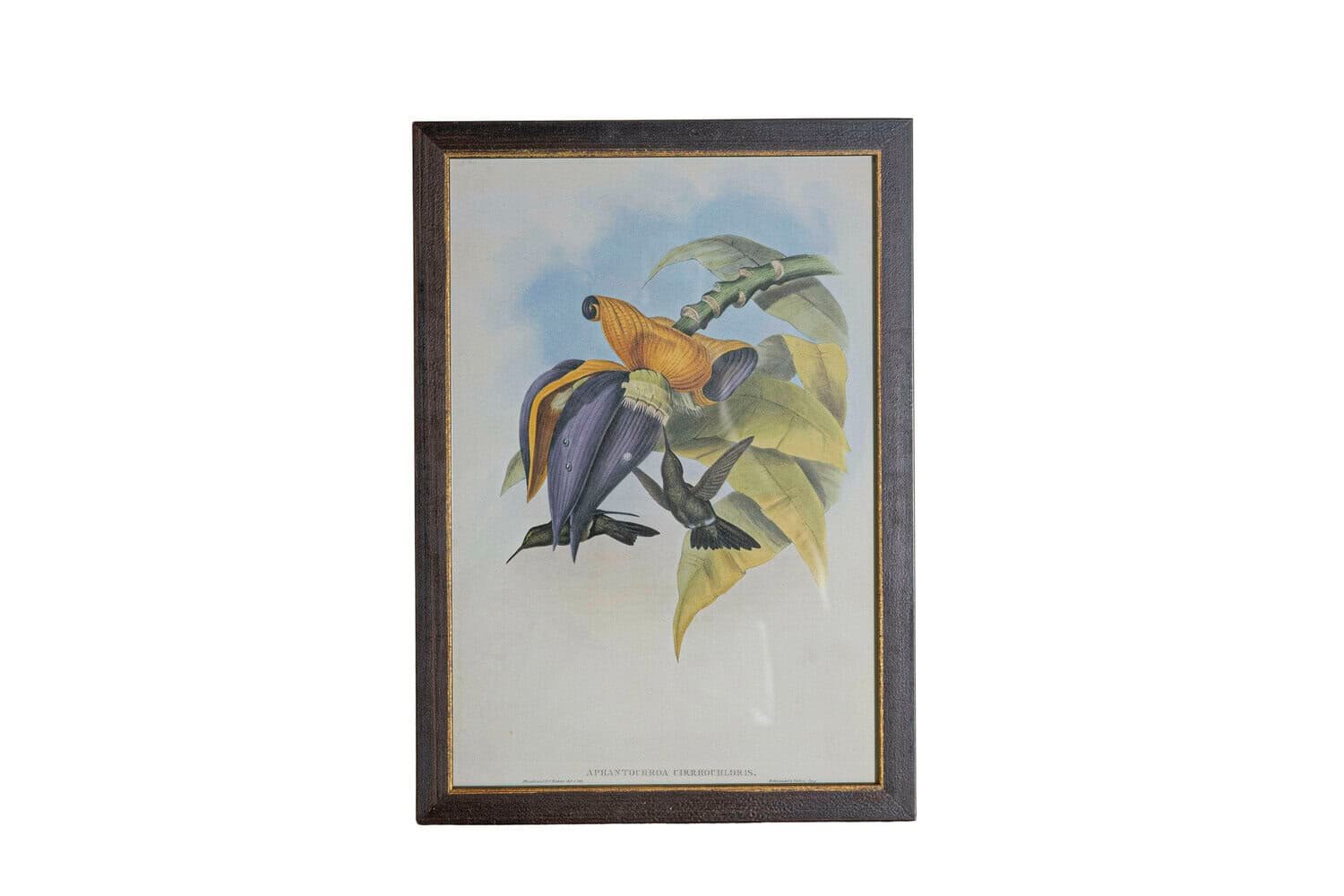 19th Century John Gould Hummingbirds prints. - JAA