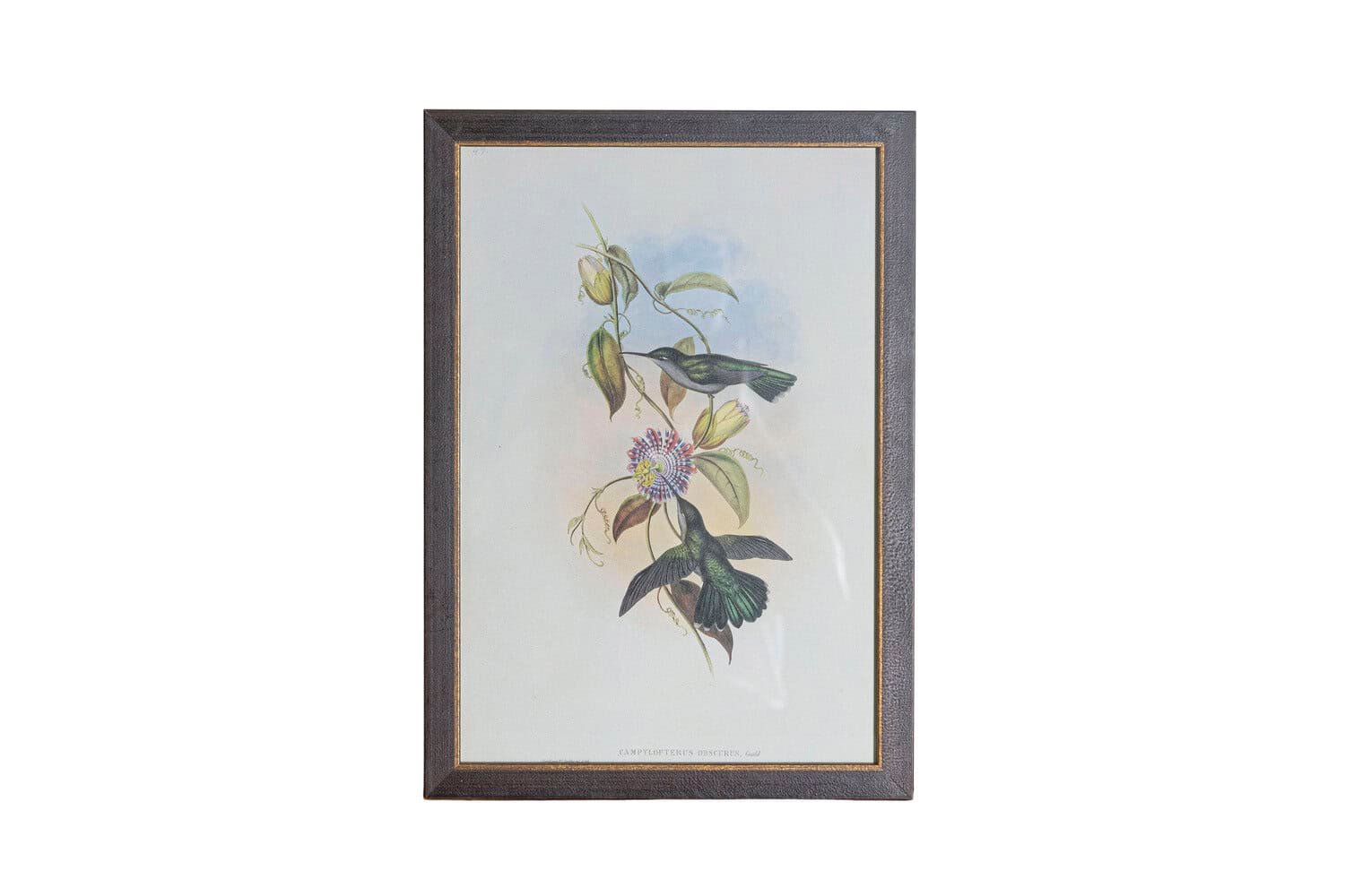 19th Century John Gould Hummingbirds prints. - JAA