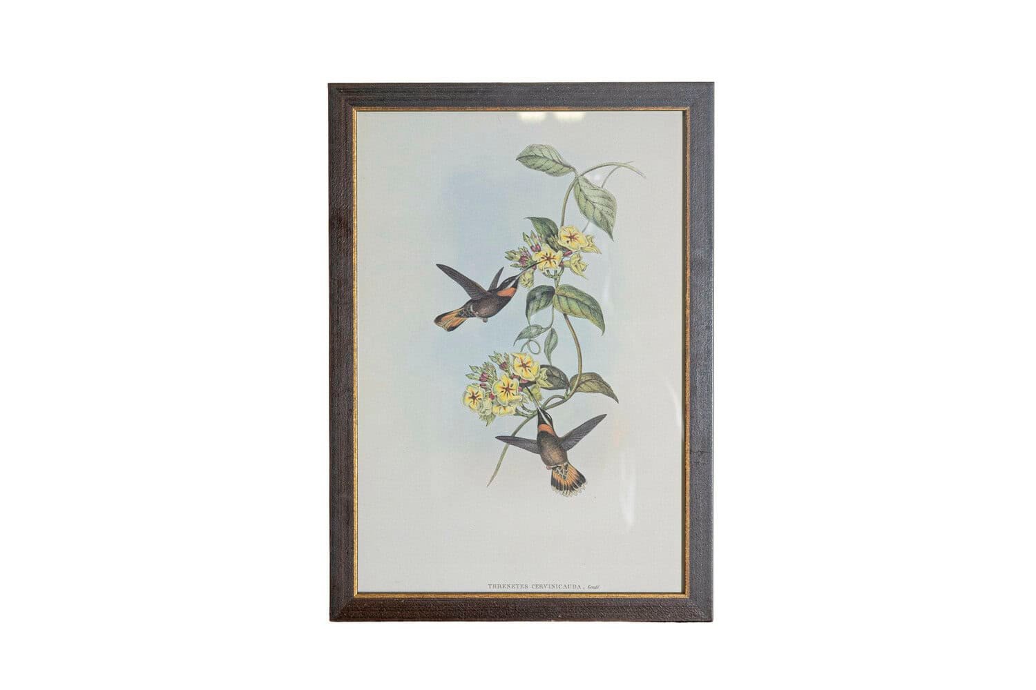 19th Century John Gould Hummingbirds prints. - JAA