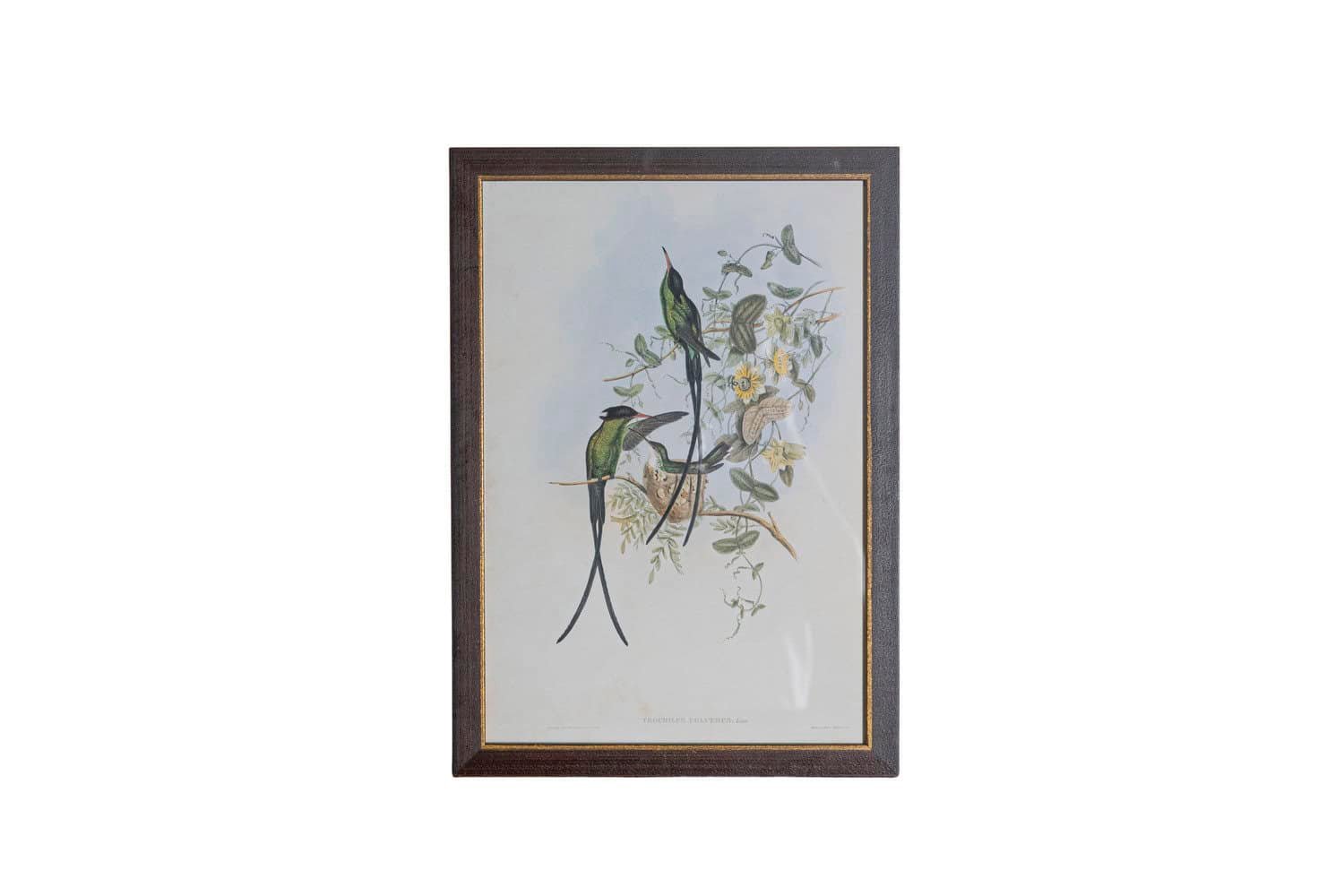 19th Century John Gould Hummingbirds prints. - JAA