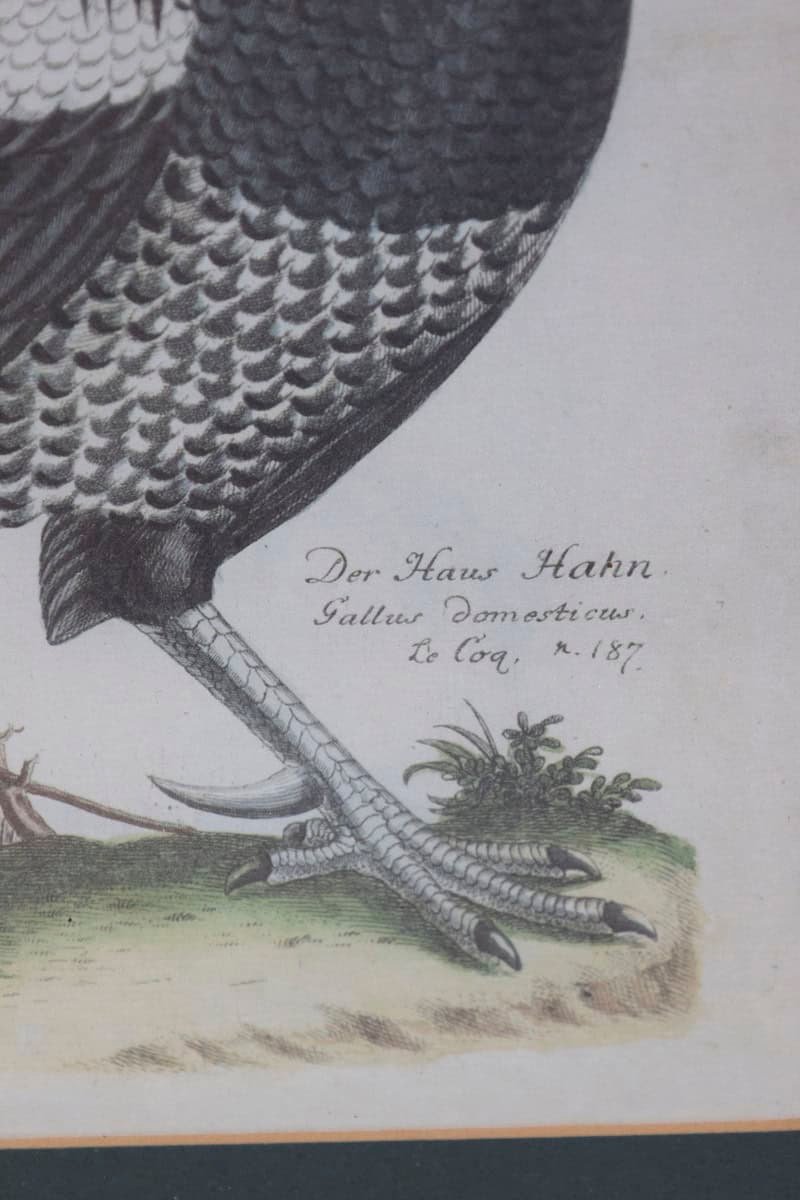 Turn of the Century German Cockerel Prints in Burr Walnut Frames, Set of Four - JAA