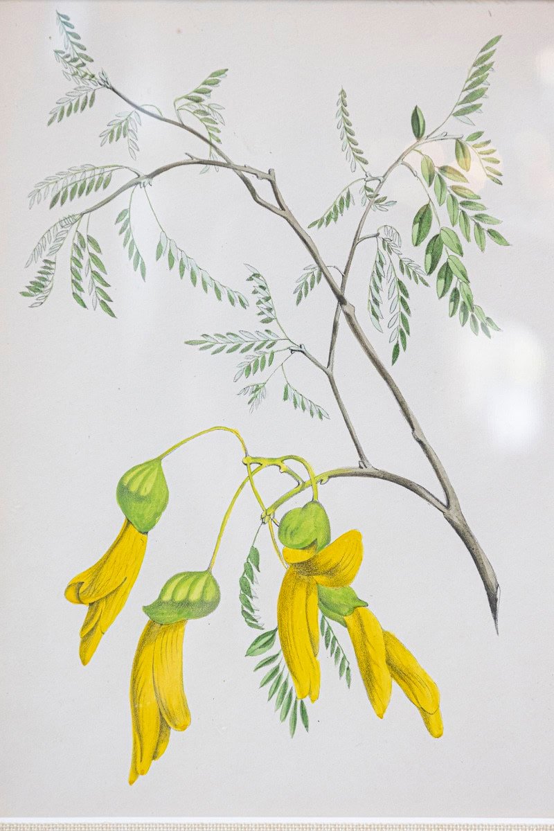 Victorian Floral Prints from The Museum of Flowers by Mary Elizabeth Rosenberg - JAA