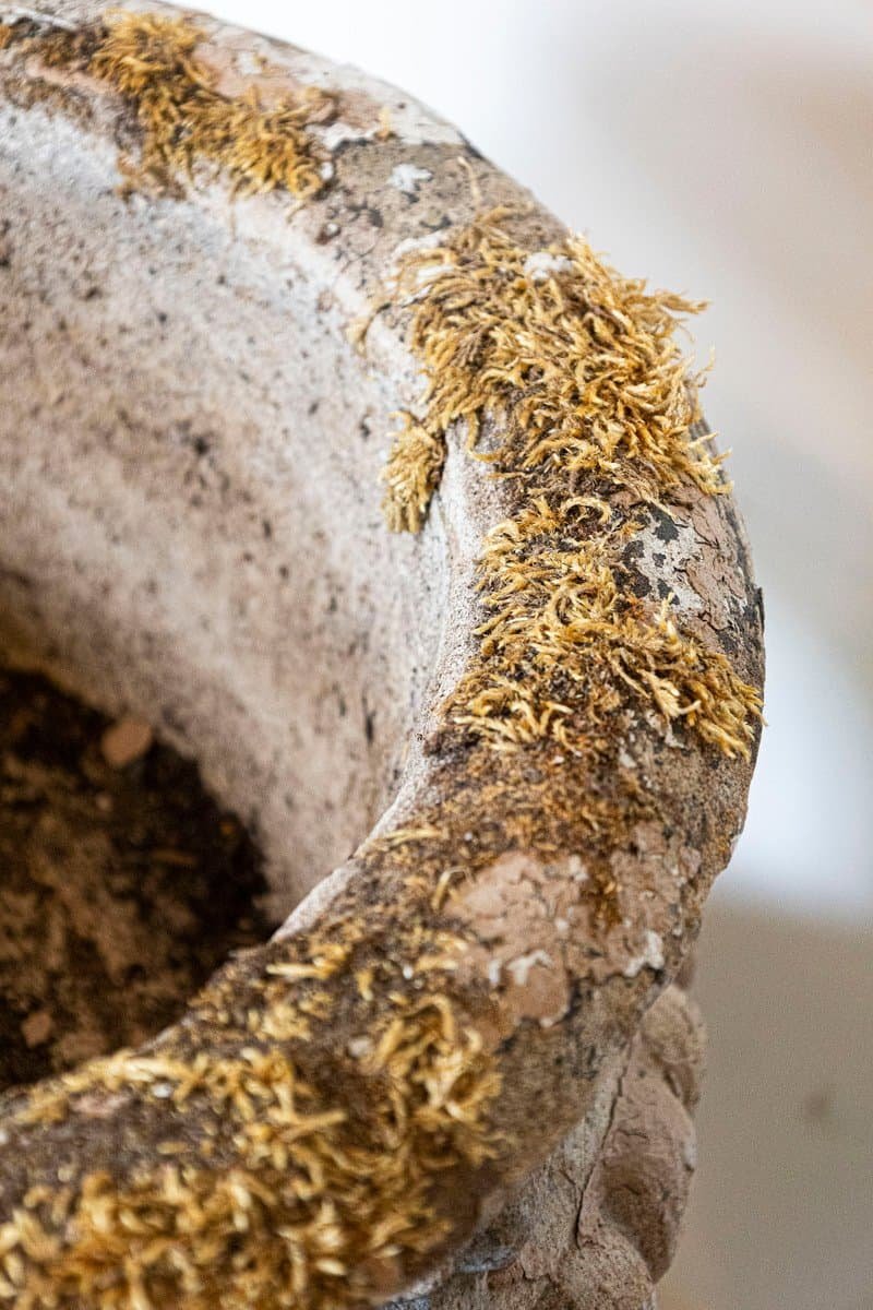 Pair of English Edwardian Period 1900s Reconstituted Stone Urns with Lion Heads - JAA