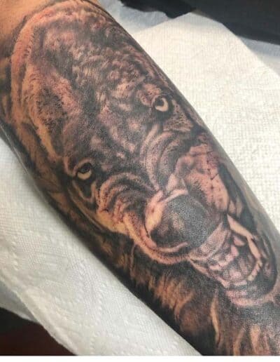 Jesse Britten Tattoo, St. Augustine, FL Forearm tattoo featuring a snarling lion with detailed shading.