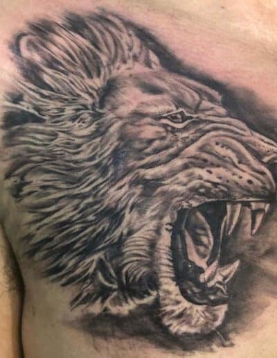 Jesse Britten Tattoo, St. Augustine, FL, black and grey - Roaring lion tattoo on a man's chest. Fierce animal art.