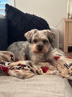 Essential tips on how to travel with a dog internationally and domestically. Everything you need to know in order to travel with your dog,
