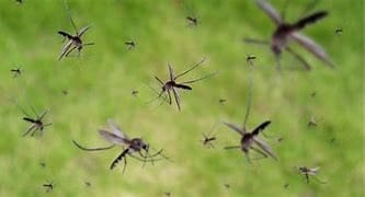 Discover everything you need to know about mosquitos in Alaska. Learn how to avoid bites, understand their peak seasons, and get tips.