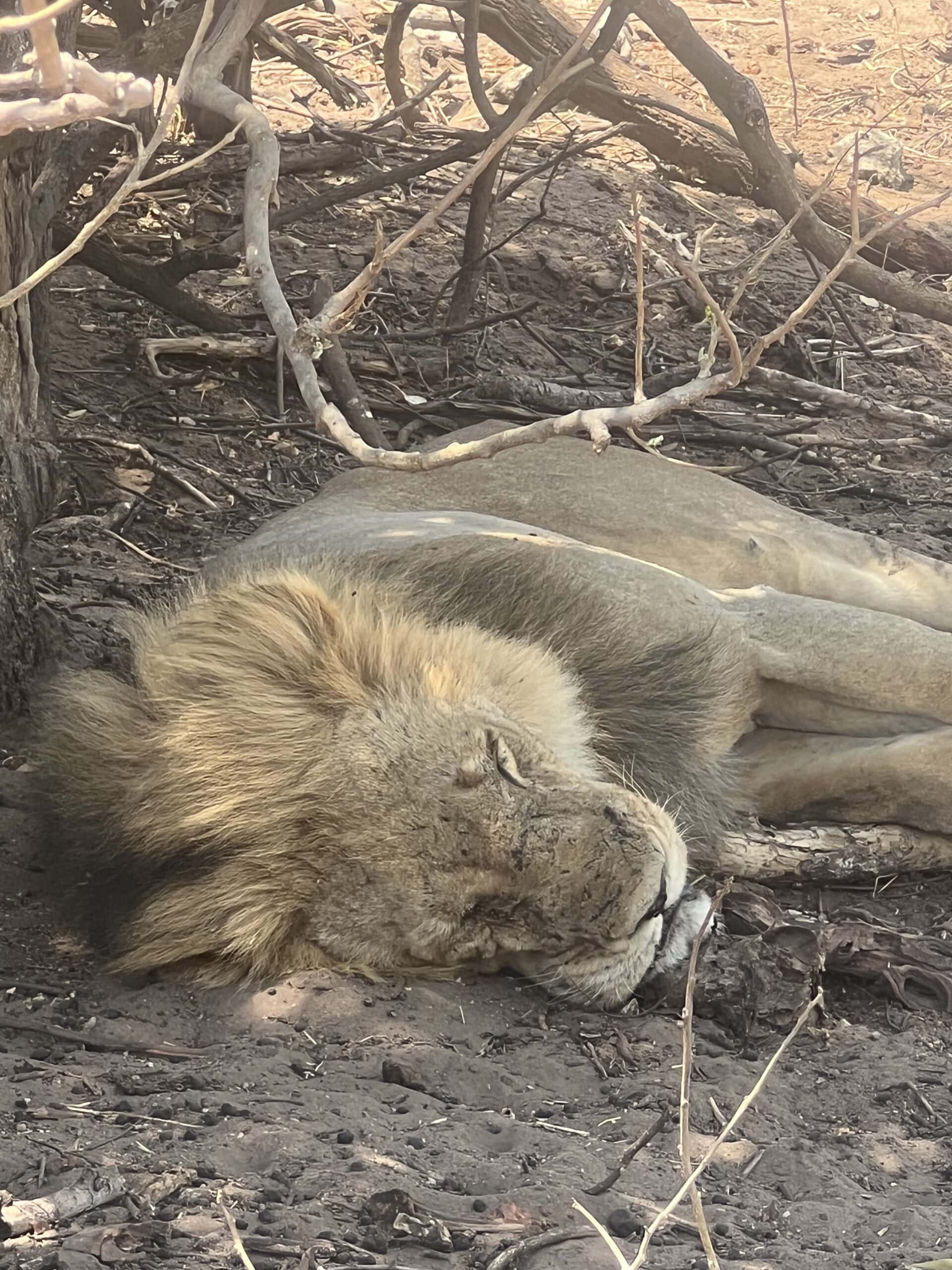 Lion resting on the dry African savannah, surrounded by branches and scorched earth, showcasing wildlife adventure photography for travel and safari enthusiasts.