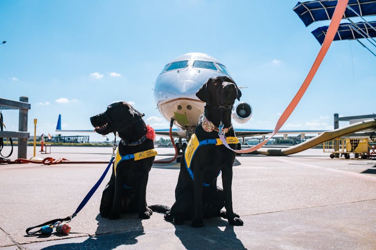 Essential tips on how to travel with a dog internationally and domestically. Everything you need to know in order to travel with your dog,